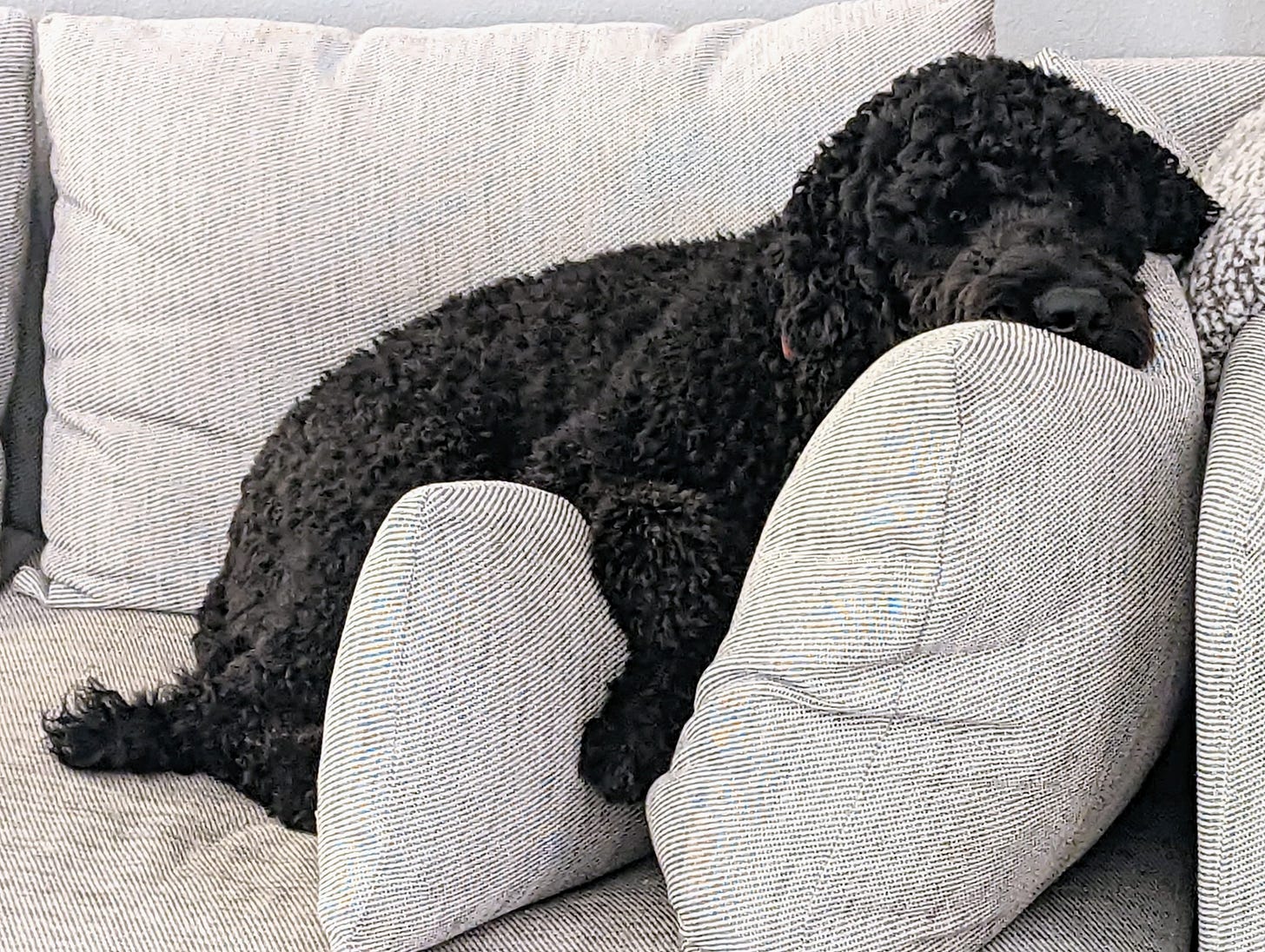 A big black dog, Carlos, is flopped over pillows on a couch looking exhausted A big black dog, Carlos, is flopped over pillows on a couch looking exhausted