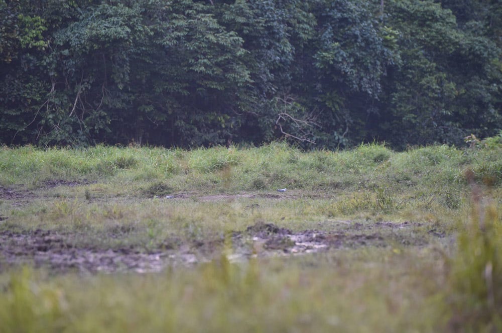 Birds on the ground