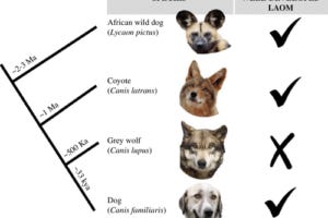 coyote and other canid infogrpahic