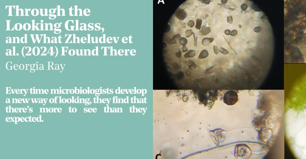 Through the Looking Glass, and What Zheludev et al. (2024) Found There. By Georgia Ray. Every time microbiologists develop a new way of looking, they find that there's more to see than they expected.
