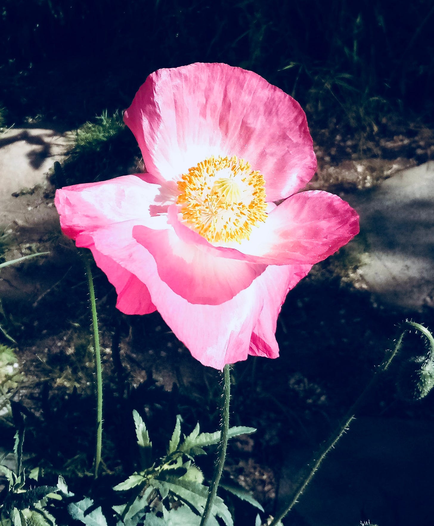 Bright pink poppy
