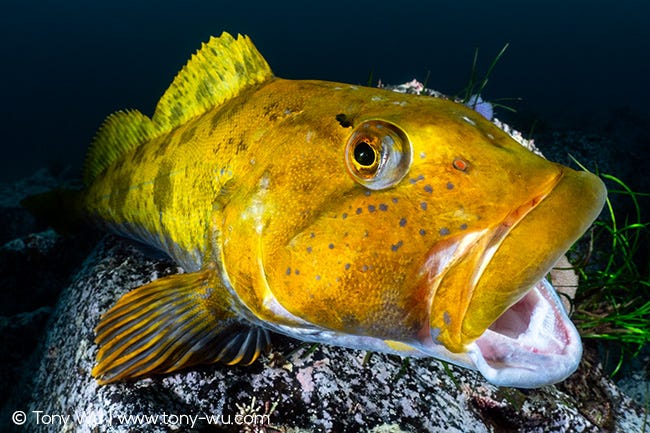 Hexagrammos otakii greenling male in reproductive season