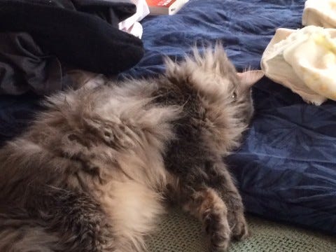Kali_Ruff Kali_Ruff