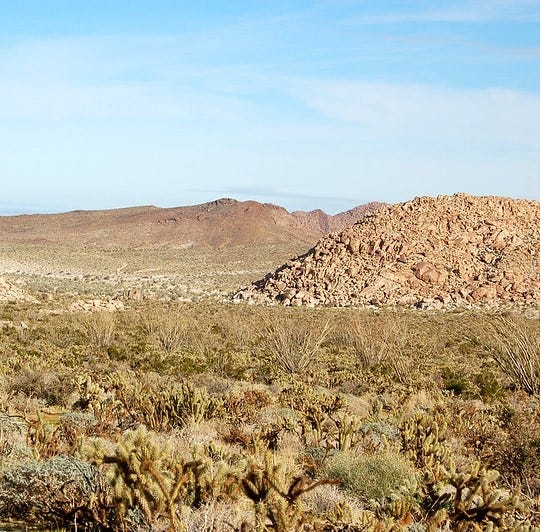 pic of cholla cactus, rocky landscape, and blue sky pic of cholla cactus, rocky landscape, and blue sky