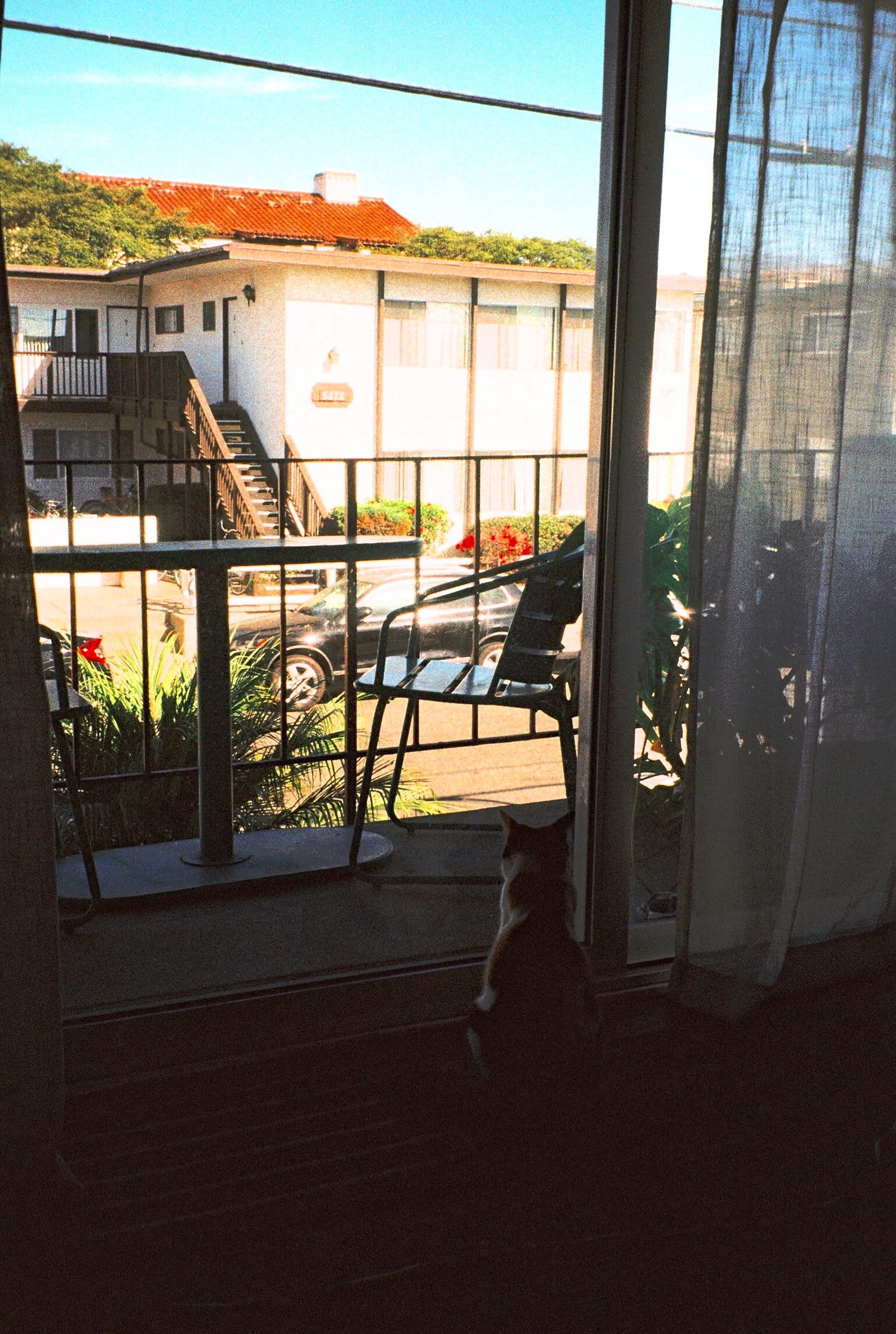 A film photo of checkers, a calico cat, sitting in front of the apartment window. Half of the window is obscured by a sheer curtain. Outside you see the balcony furniture, cars parked on the street, and apartment buildings.