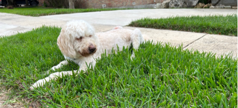 A dog lying in the grass
AI-generated content may be incorrect. A dog lying in the grass
AI-generated content may be incorrect.