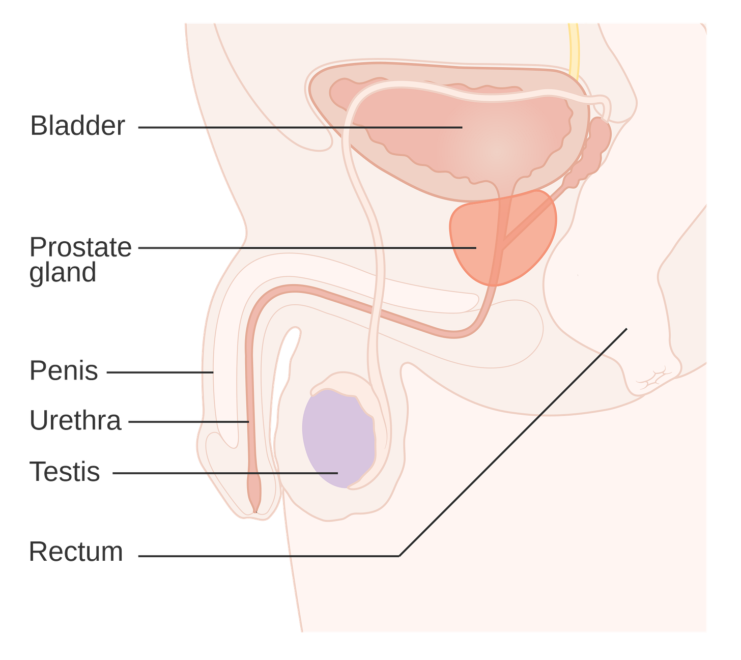 Diagram showing the position of the prostate and rectum CRUK 358.svg