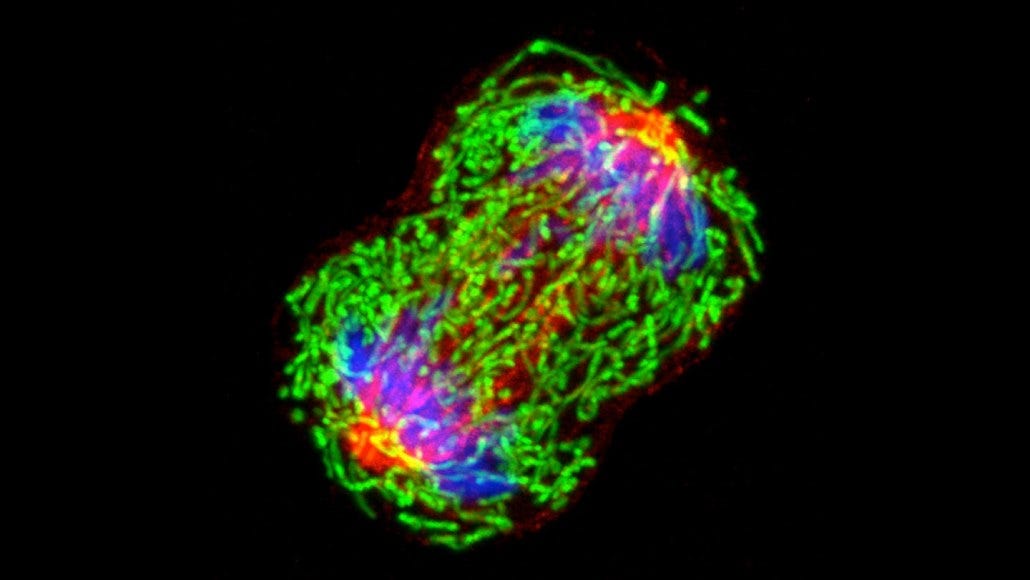 This microscopy image shows a breast cancer cell dividing into two. The components of the cell are shown in bright green, blue and red. This microscopy image shows a breast cancer cell dividing into two. The components of the cell are shown in bright green, blue and red.