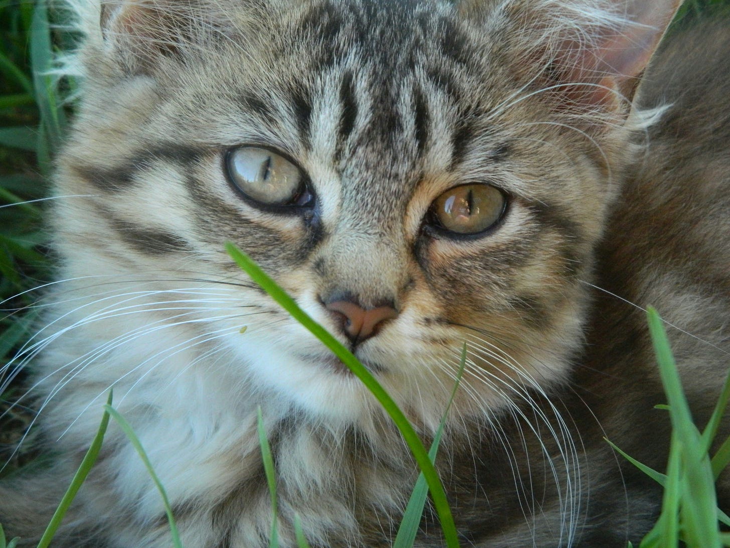 cat eating grass cat eating grass
