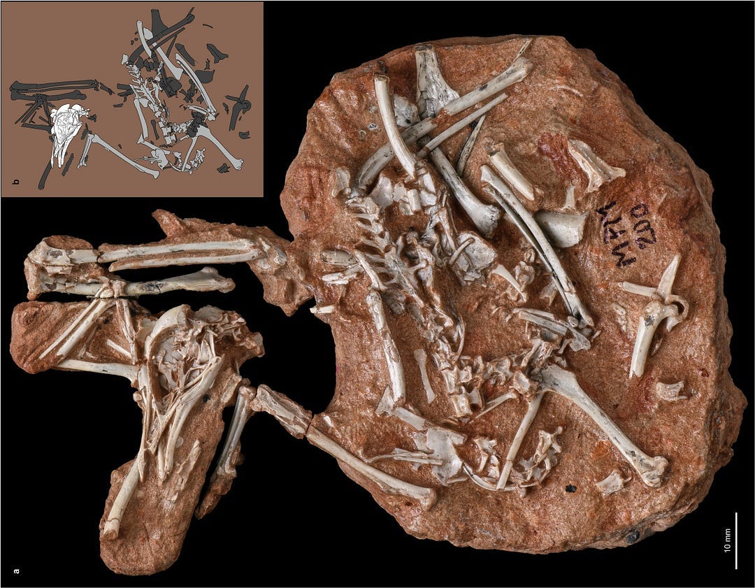 The holotype of the enantiornithine Navaornis hestiae gen. et sp. nov. and associated postcranial elements The holotype of the enantiornithine Navaornis hestiae gen. et sp. nov. and associated postcranial elements