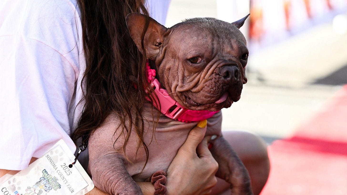 Petunia wears a bright pink collar. She is a bulldog and doesn't have a lot of hair on her body which is a shade of grey/pink. Her tongue is sticking out a little bit and she is being held by her owner 