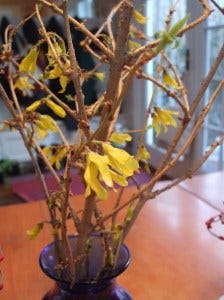 forsythia open forsythia open