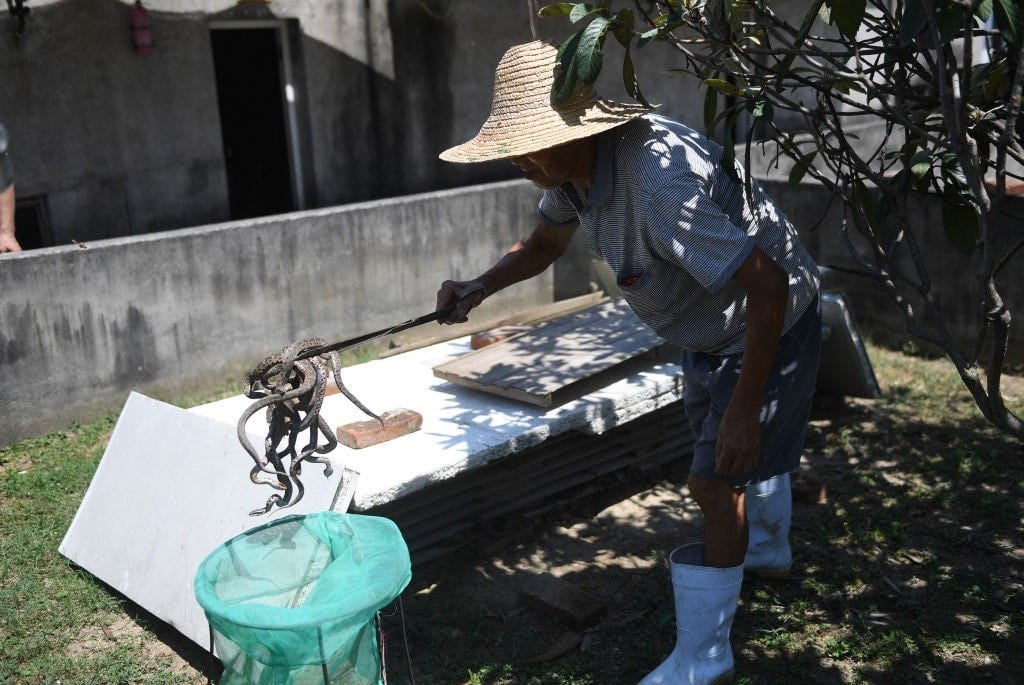 GettyImages-1164297163 snake farm