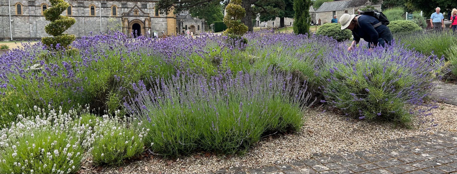 Purple mounds of lavender flowers by an abbey