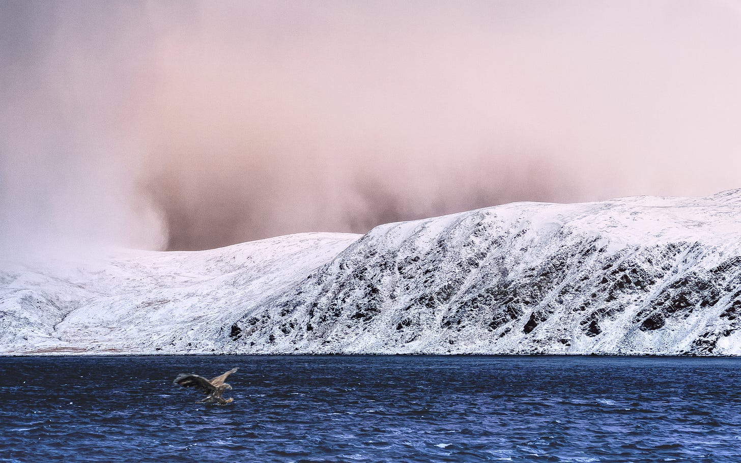 A white-tailed eagle flies low over a dark blue fjord in northern Norway, surrounded by snow-covered mountains under a soft pink and purple winter sky.