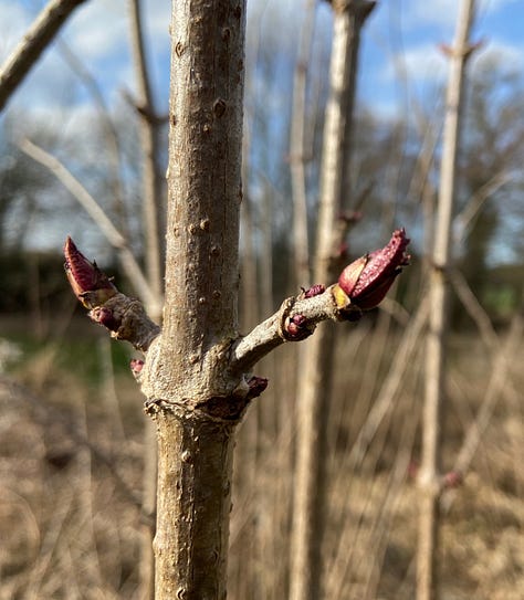 Three examples of twigs with buds