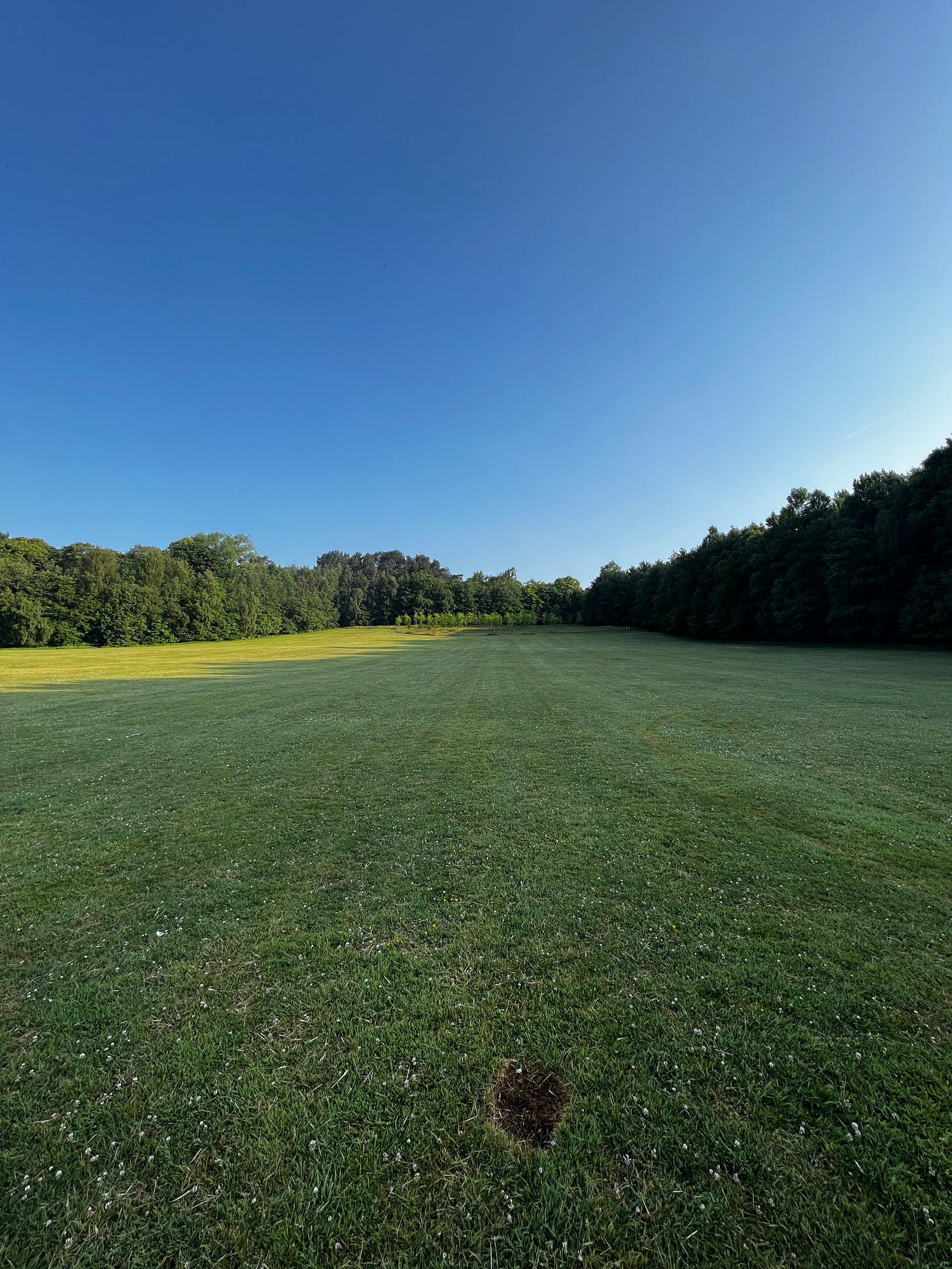 Green grass, big trees and blue sky