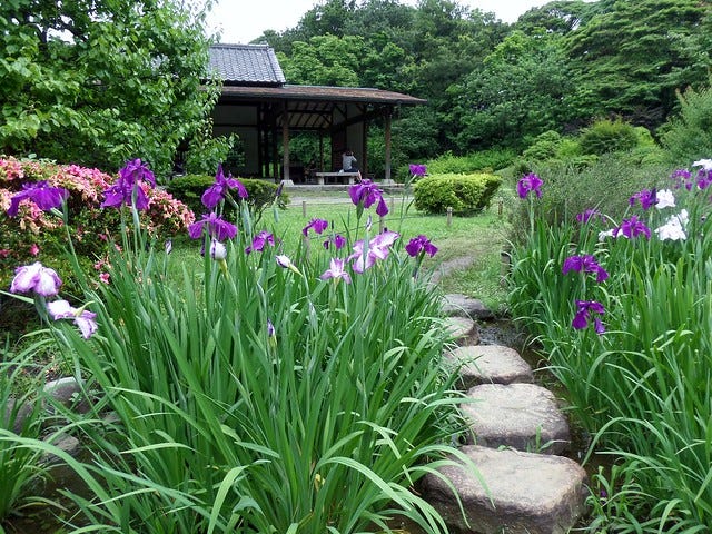 Hama-Rikyu Garden Iris Hama-Rikyu Garden Iris