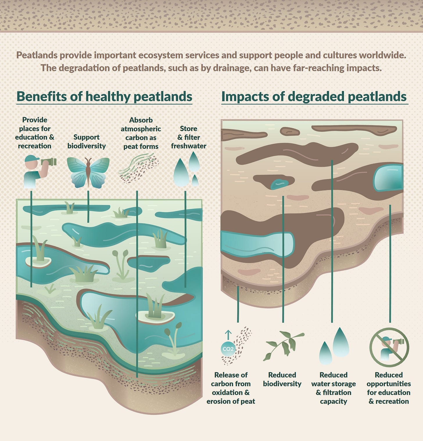 Peatlands provide important ecosystem services and support people and cultures worldwide. The degradation of peatlands, such as by drainage, can have far-reaching impacts. Peatlands provide important ecosystem services and support people and cultures worldwide. The degradation of peatlands, such as by drainage, can have far-reaching impacts.