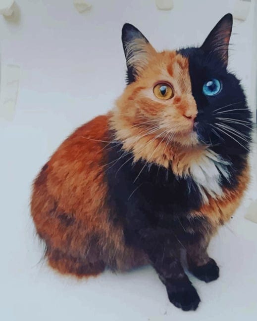 Chimera Cat - Animals Paint By Numbers - NumPaint - Paint by numbers