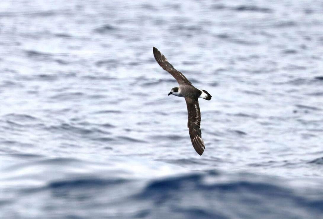 A bird flying over water

AI-generated content may be incorrect.