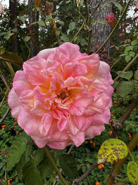 flowers frm the birmingham botanical gardens