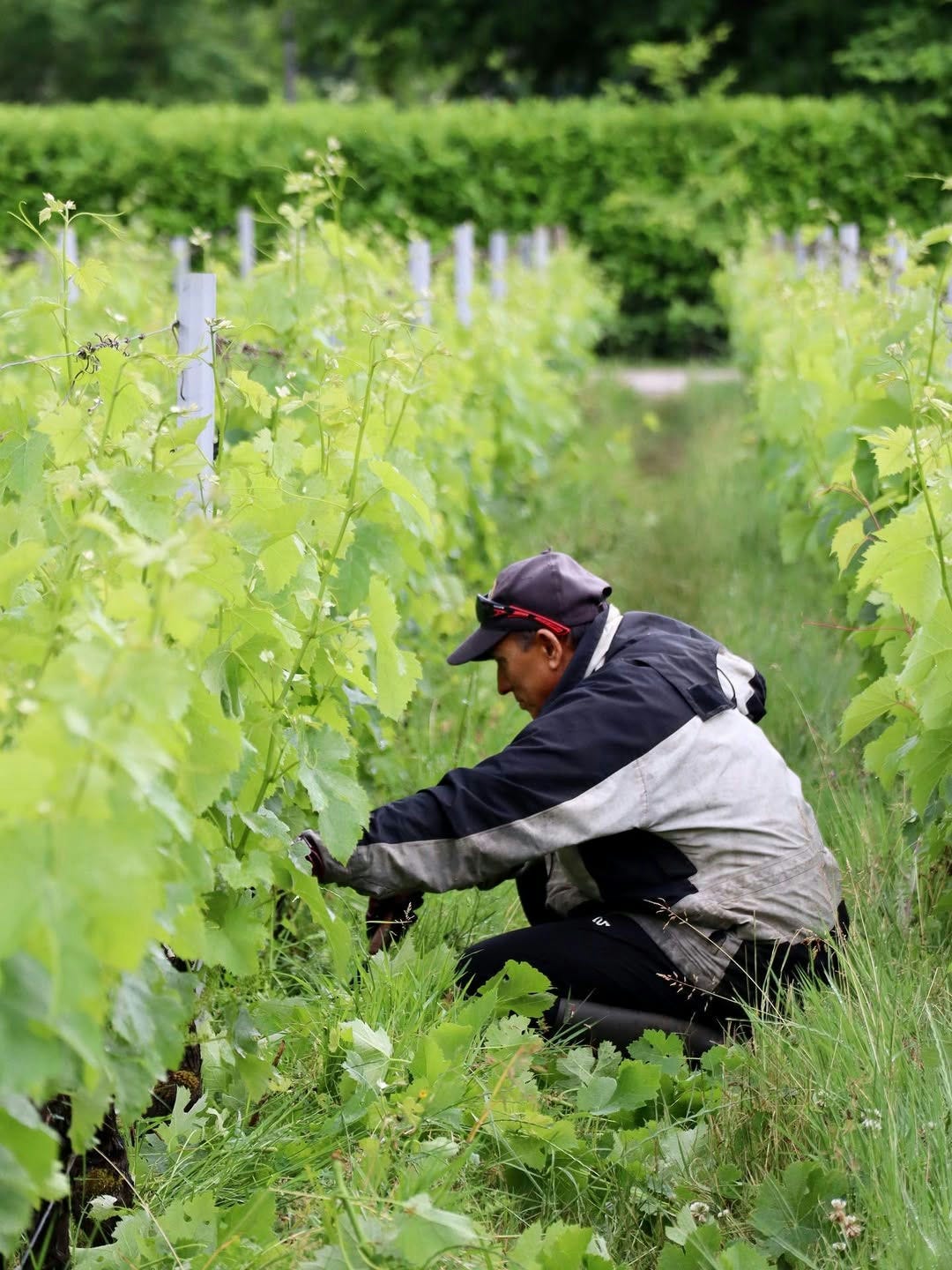 Why Doesn’t Anyone Want to Make French Wine Anymore? Why Doesn’t Anyone Want to Make French Wine Anymore?