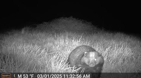 Three trail-camera images from a rural French property: a badger that looks like it has one eye, an owl staring directly into the camera, and a pheasant photographed during the day.