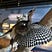 Archaeopteryx's avatar
