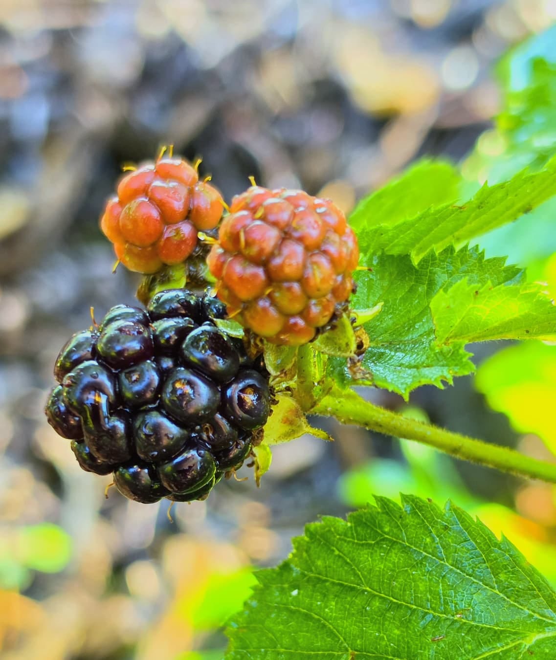 blackberries growing in a garden