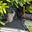 Island Chris's avatar