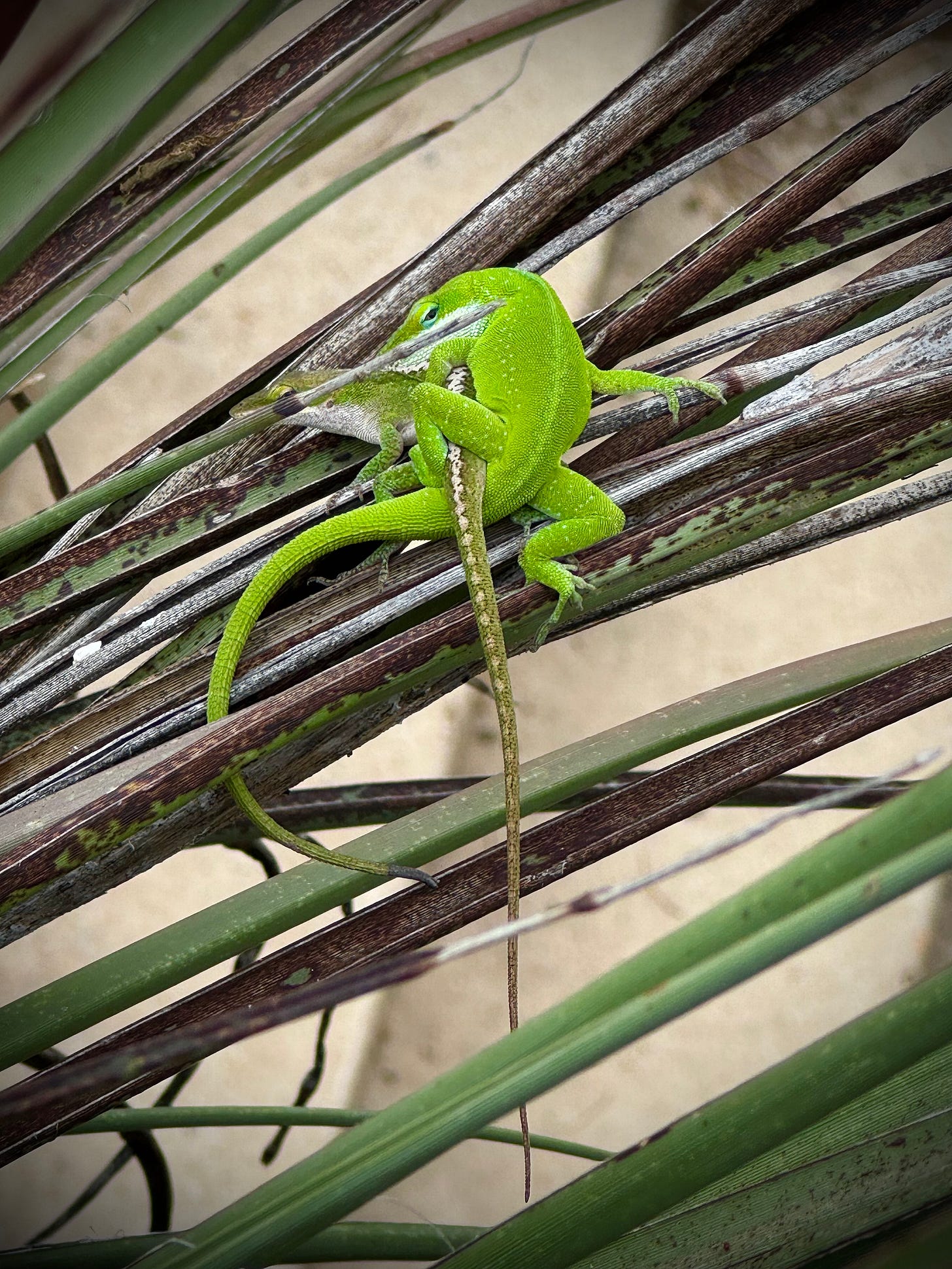 Green anoles coupling on red yucca