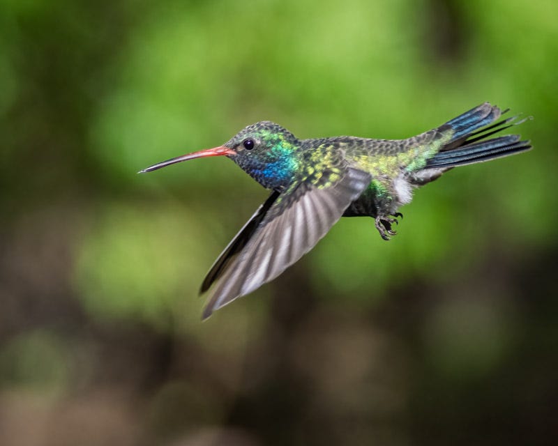 20250901-MaderaCanyon-101-Edit.jpg 20250901-MaderaCanyon-101-Edit.jpg