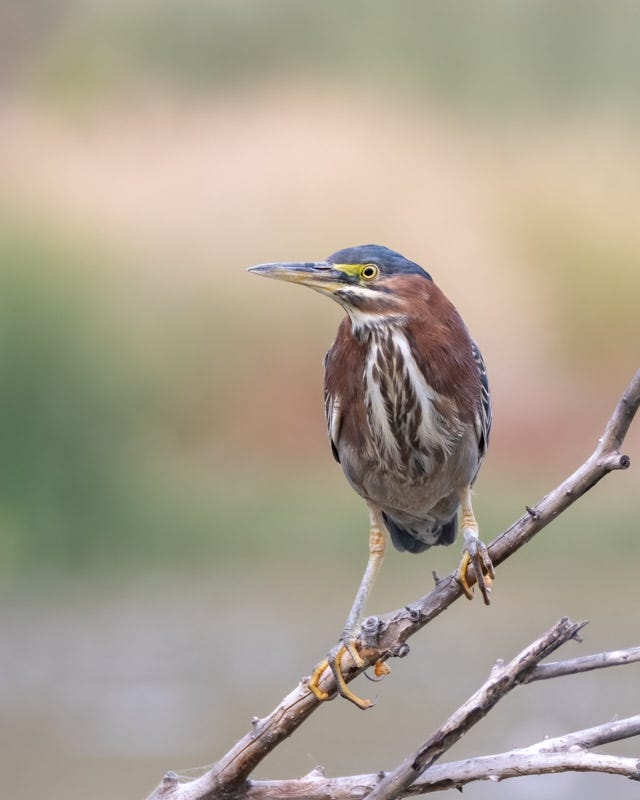 20241116-ElRio-131-Edit.jpg 20241116-ElRio-131-Edit.jpg