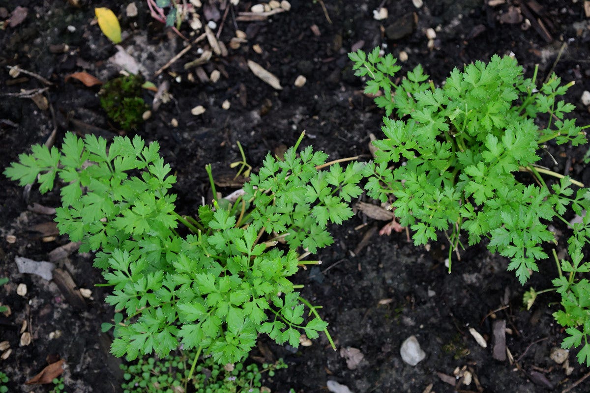 parsley plants