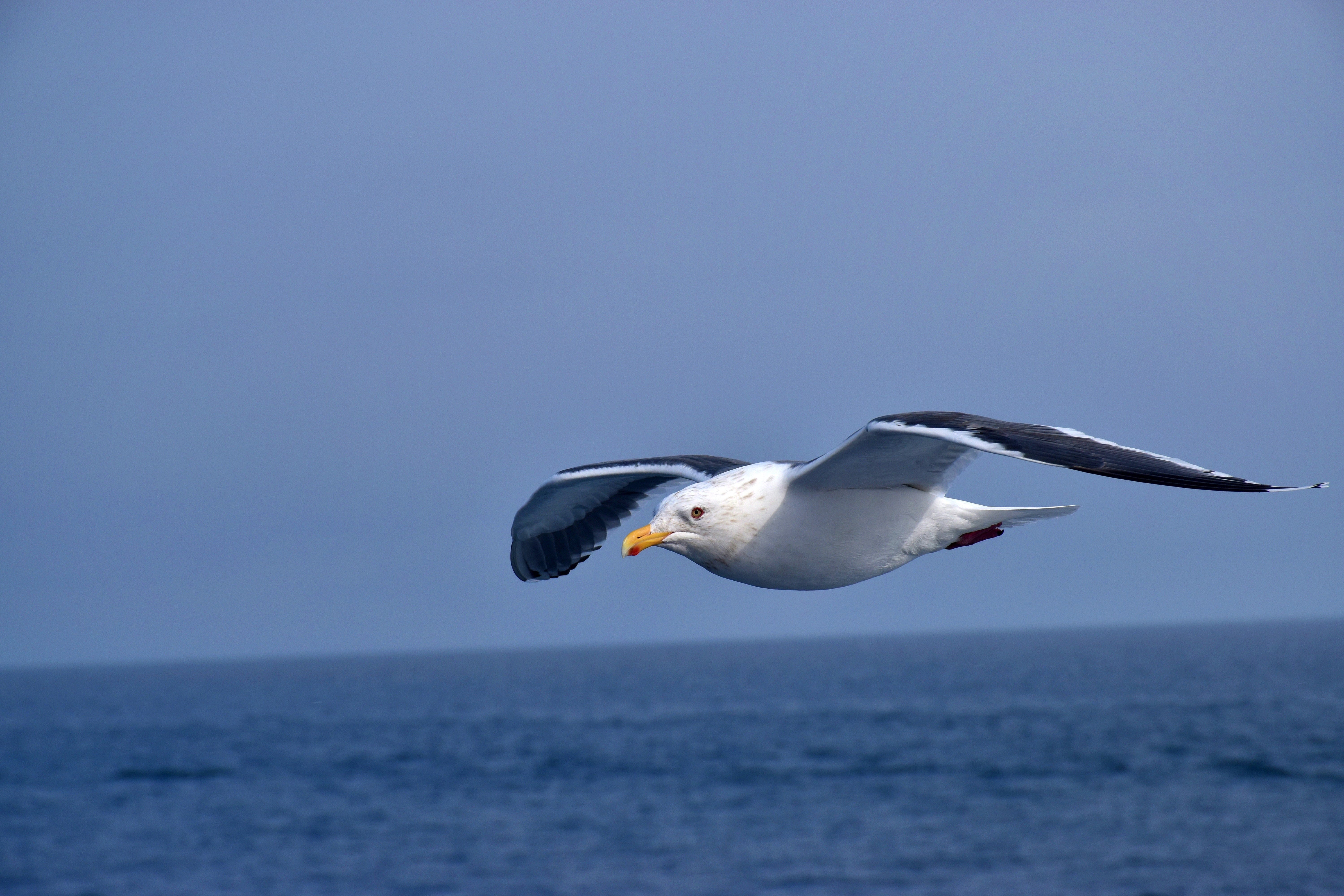 Lateral Thinking Puzzles Albatross