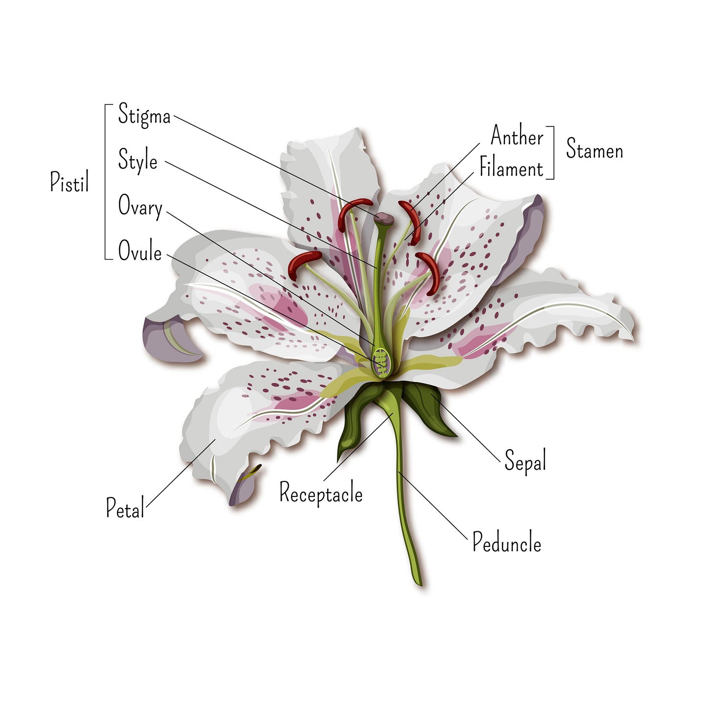 lily flower anatomy showing stamen and pistil, AI generated