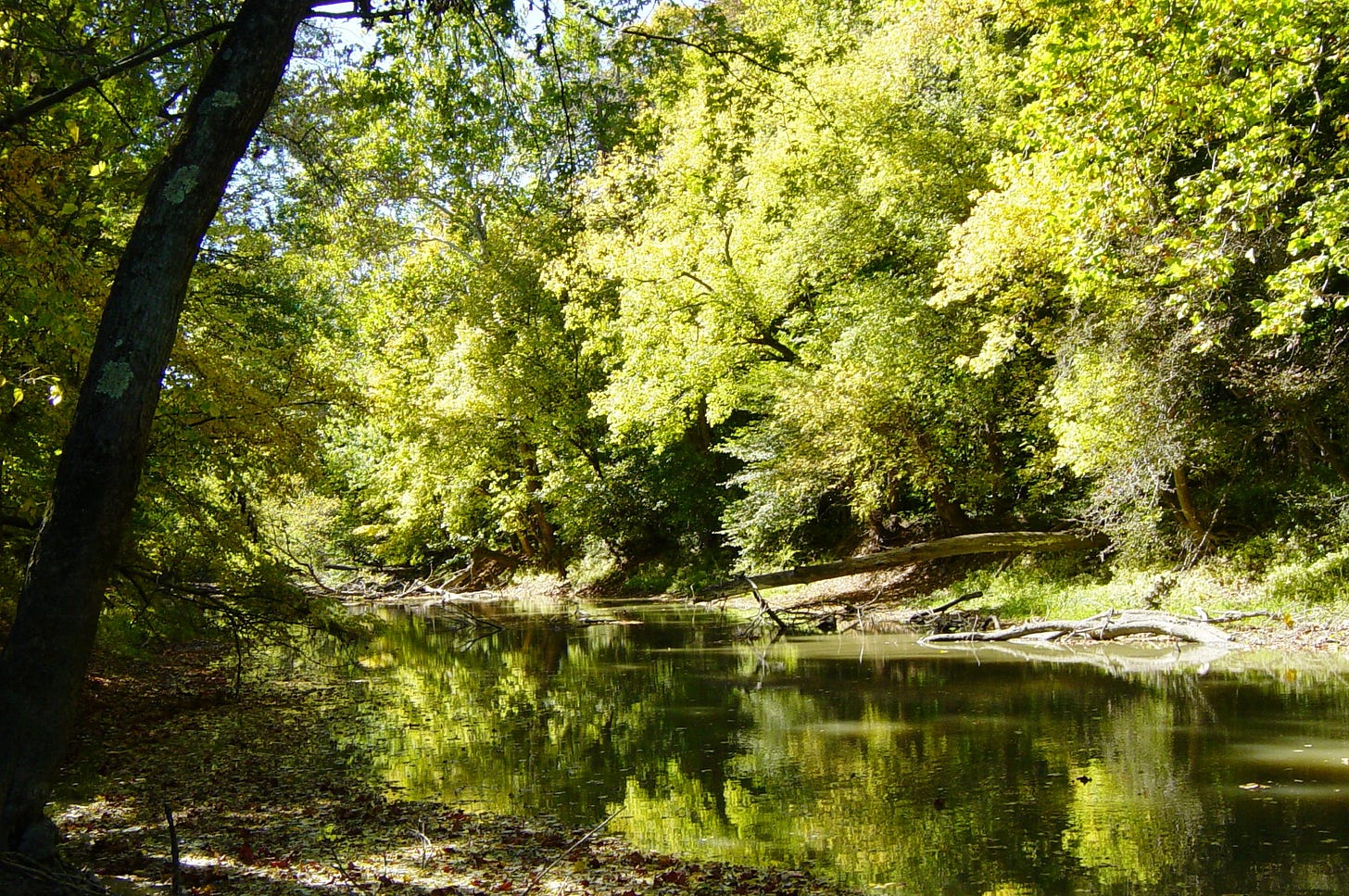 Huge old deciduous trees at the height of summertime green sitting beside a shallow, still, stream.