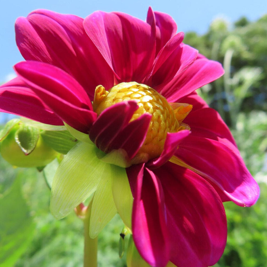 ダリアの花を撮影した無料写真素材