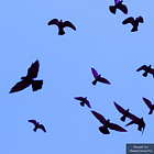 Moderna Begins Injecting 4,000 Adults with modRNA Bird Flu Pandemic Vaccine