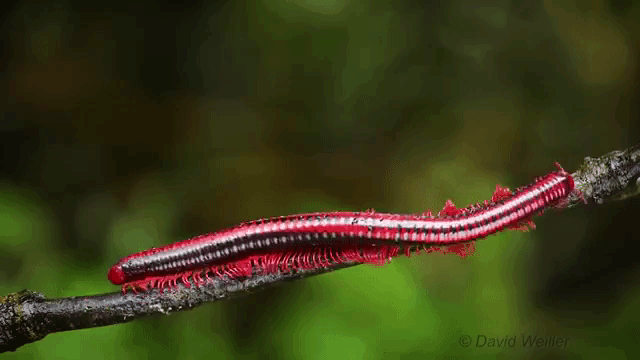 Giant Fire Millipede