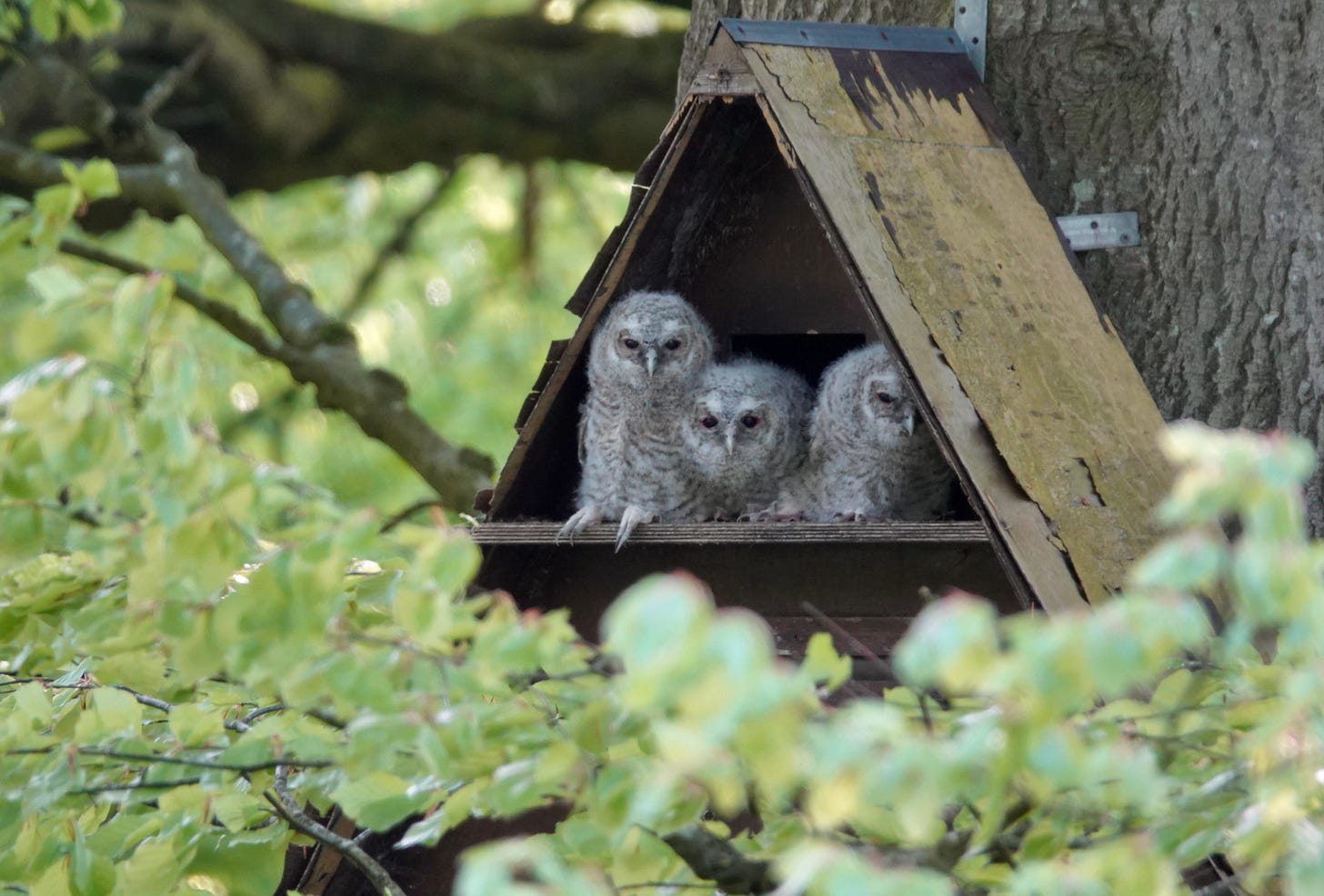 three fluffy grey tawny owlets in an owl box leaning against each other