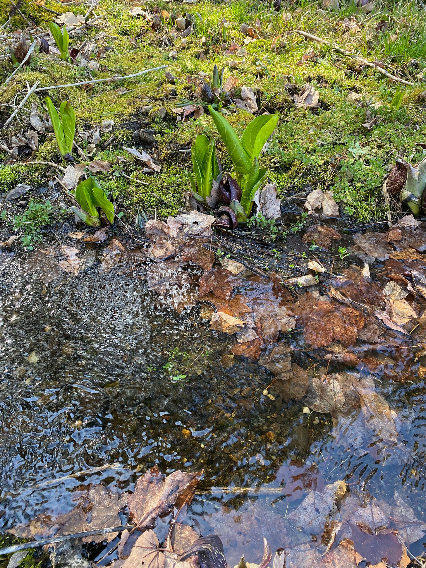 Closeup of a small stream full of leaves, with several skunk cabbages growing along the bank.