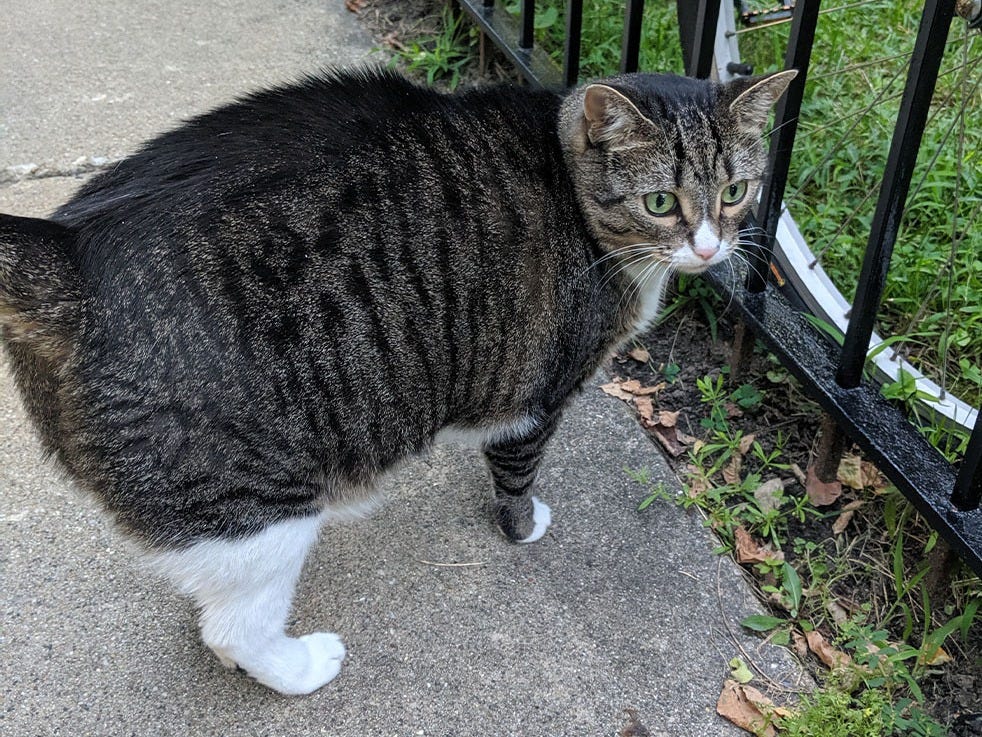 A beautiful gray cat staring blankly to the right