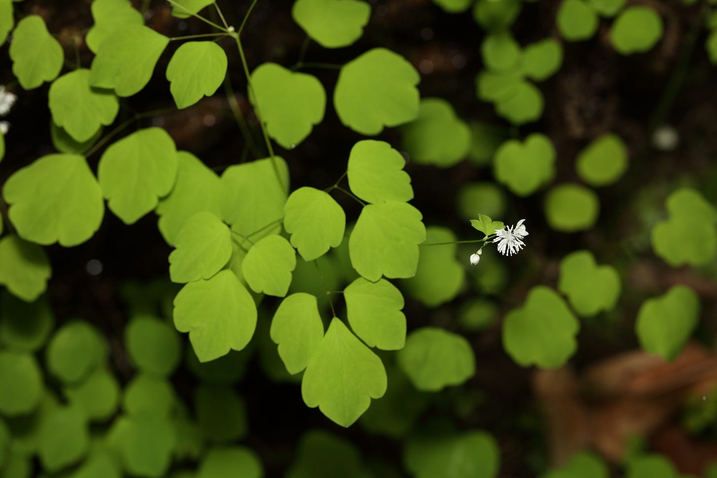 Overhead view of mountain meadow-rue growing from a crack in dark, damp stone. The showy foliage, broad leaves on thread-like stems, each round with slightly scalloped edges (kind of like a webbed footprint of a bird or something), is a vivid bright green glowing against the dark gray-brown rock. One of the thread-thin stems holds a small, branched cluster of white flowers that have no petals. The flowers of this species are radially symmetrical with small white sepals that resemble short filaments (thicker than the thread-thin stems). The overall effect of these radially symmetrical, apetalous flowers is of a tiny white pom-pom. This photo shows only two flowers on the plant, one that is still a small white bud, and one fully blooming white pom-pom blossom. Overhead view of mountain meadow-rue growing from a crack in dark, damp stone. The showy foliage, broad leaves on thread-like stems, each round with slightly scalloped edges (kind of like a webbed footprint of a bird or something), is a vivid bright green glowing against the dark gray-brown rock. One of the thread-thin stems holds a small, branched cluster of white flowers that have no petals. The flowers of this species are radially symmetrical with small white sepals that resemble short filaments (thicker than the thread-thin stems). The overall effect of these radially symmetrical, apetalous flowers is of a tiny white pom-pom. This photo shows only two flowers on the plant, one that is still a small white bud, and one fully blooming white pom-pom blossom.