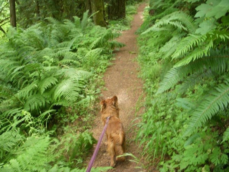 Dog walking up forest trail