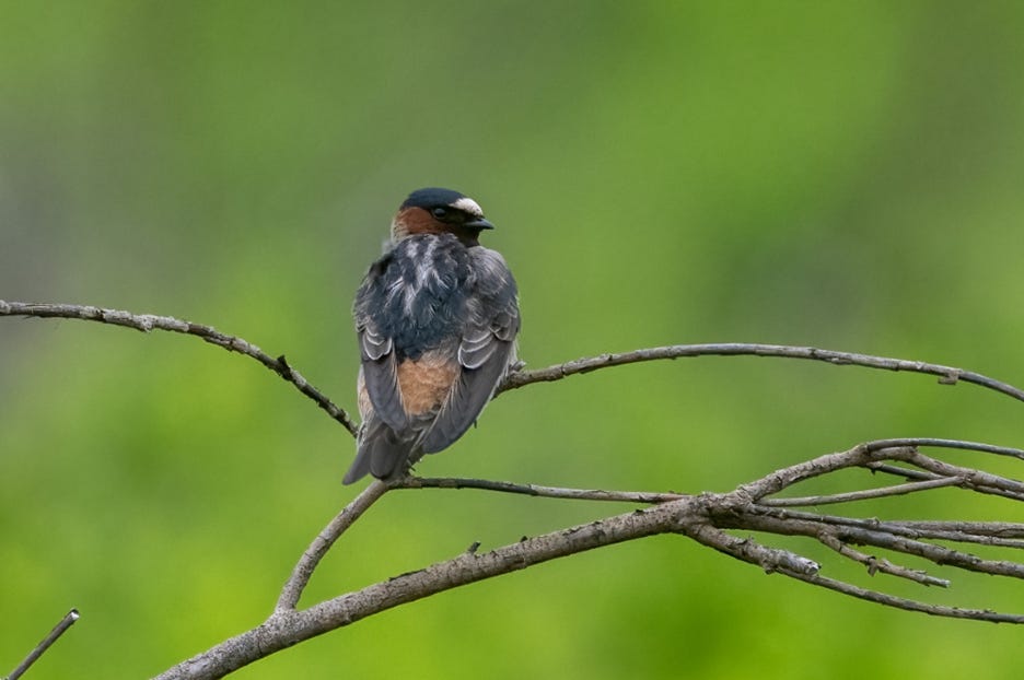 The image shows a small, dark-colored bird perched on a tree branch, with its wings folded and tail feathers spread.
AI-generated content may be incorrect.
