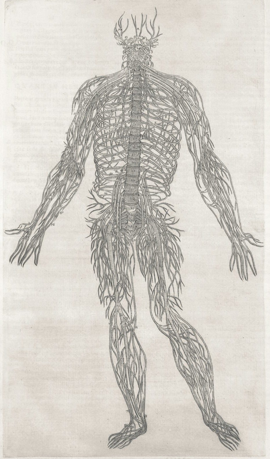 An anatomical drawing of the human nervous system. An anatomical drawing of the human nervous system.