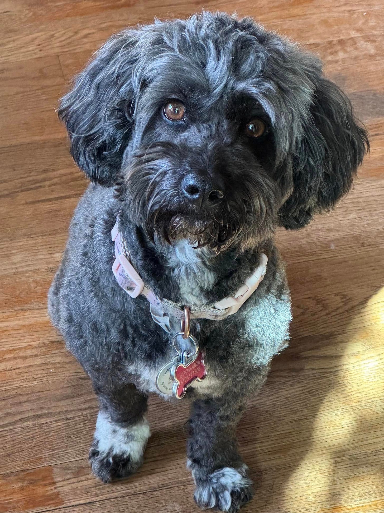 May be an image of dog