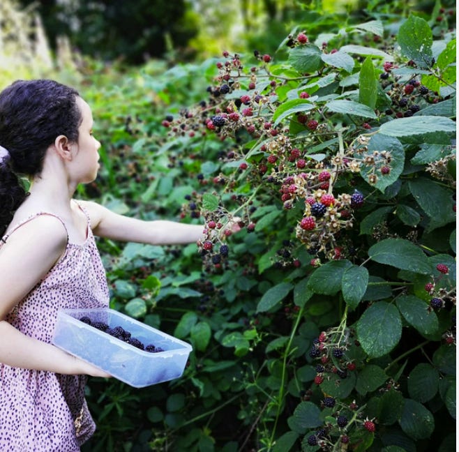 A young child picking berries from a bush
AI-generated content may be incorrect. A young child picking berries from a bush
AI-generated content may be incorrect.